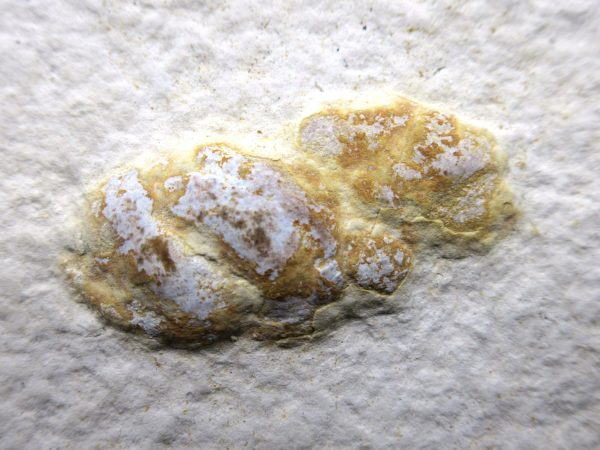 Wyoming Eocene Coprolite (FossilPoop) #14 - Image 2