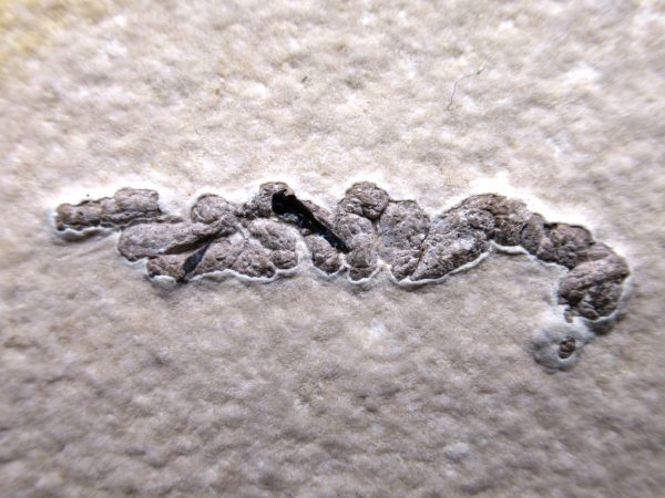 Wyoming Eocene Coprolite (FossilPoop) #15 - Image 2