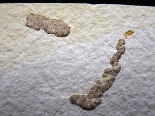 Wyoming Eocene Coprolite (FossilPoop) #17 - Image 2