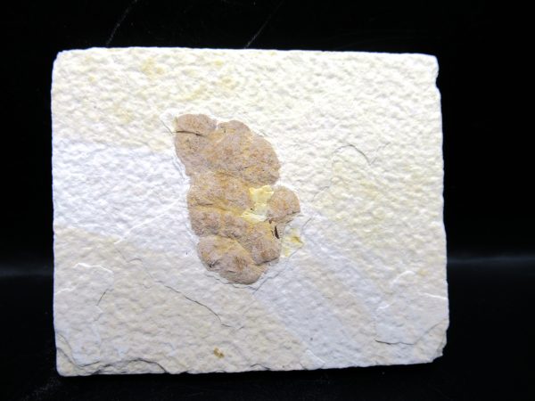 Wyoming Eocene Coprolite (FossilPoop) #18