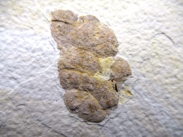 Wyoming Eocene Coprolite (FossilPoop) #18 - Image 2