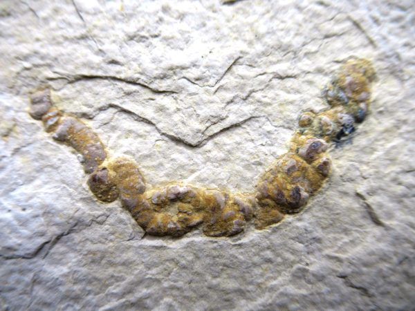 Wyoming Eocene Coprolite (FossilPoop) #19 - Image 2