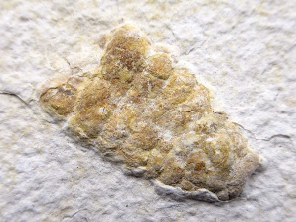 Wyoming Eocene Coprolite (FossilPoop) #1 - Image 2