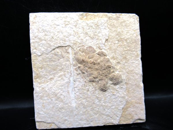 Wyoming Eocene Coprolite (FossilPoop) #21