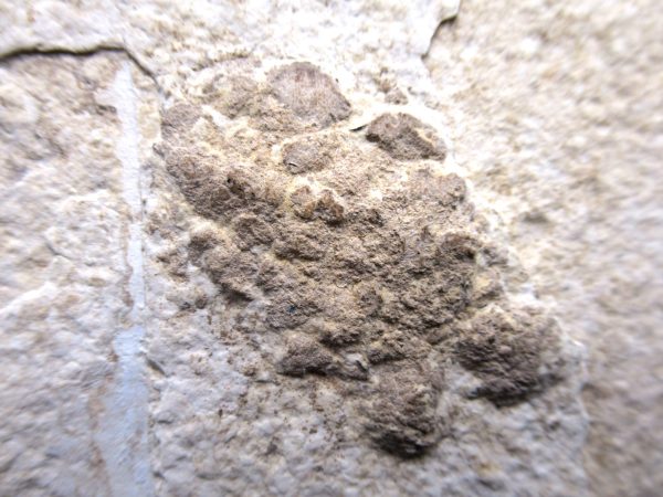 Wyoming Eocene Coprolite (FossilPoop) #21 - Image 2