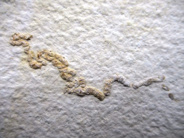 Wyoming Eocene Coprolite (FossilPoop) #22 - Image 2