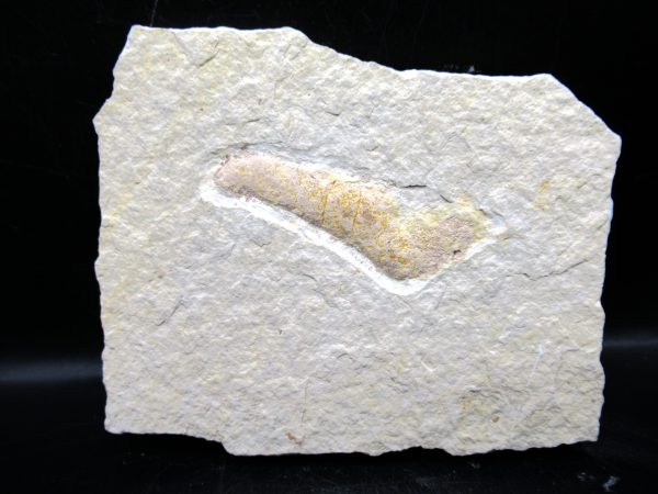 Wyoming Eocene Coprolite (FossilPoop) #23