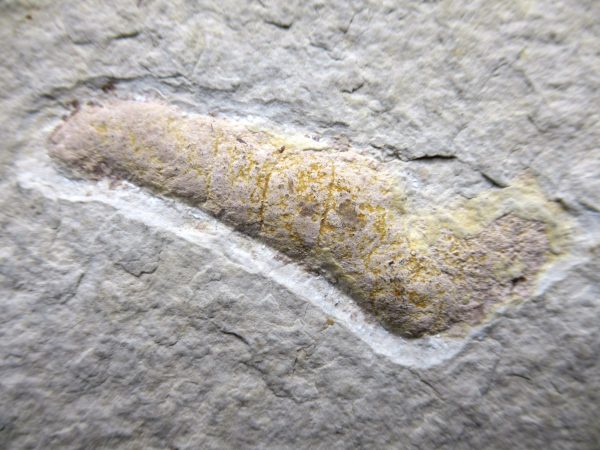 Wyoming Eocene Coprolite (FossilPoop) #23 - Image 2