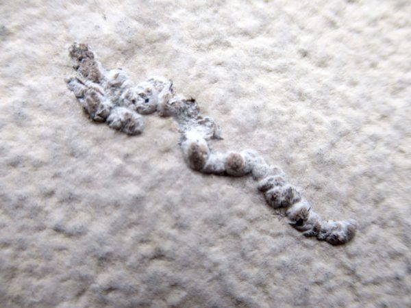 Wyoming Eocene Coprolite (FossilPoop) #24 - Image 2