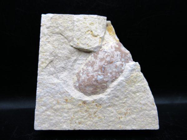 Wyoming Eocene Coprolite (FossilPoop) #25