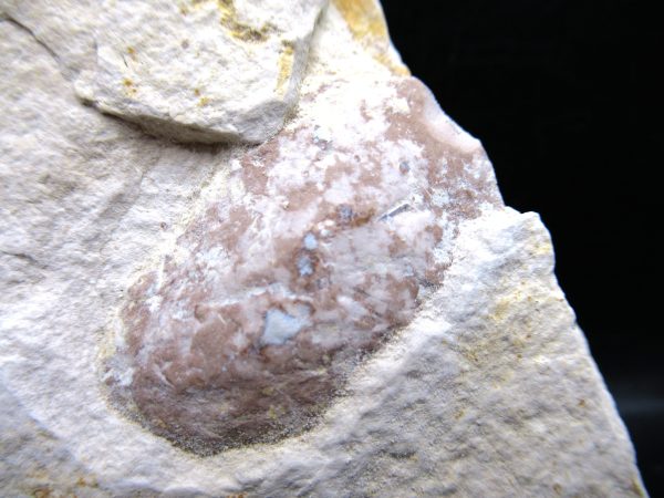 Wyoming Eocene Coprolite (FossilPoop) #25 - Image 2