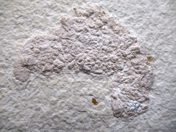 Wyoming Eocene Coprolite (FossilPoop) #26 - Image 2