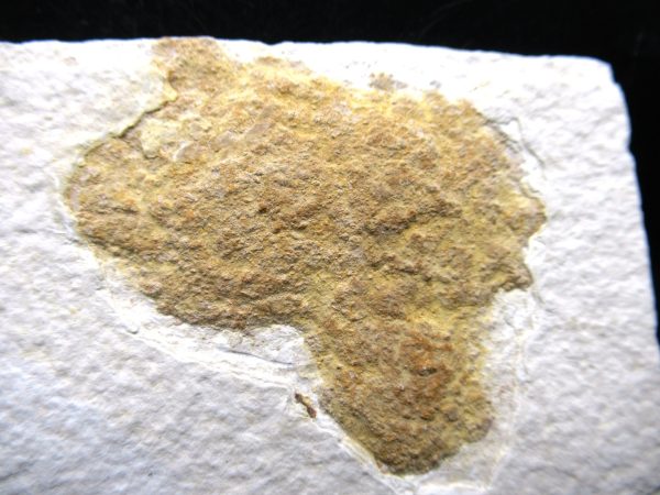 Wyoming Eocene Coprolite (FossilPoop) #27 - Image 2