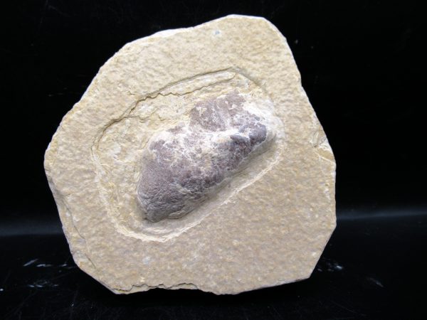 Wyoming Eocene Coprolite (FossilPoop) #28