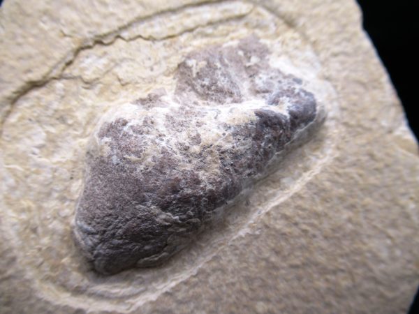 Wyoming Eocene Coprolite (FossilPoop) #28 - Image 2