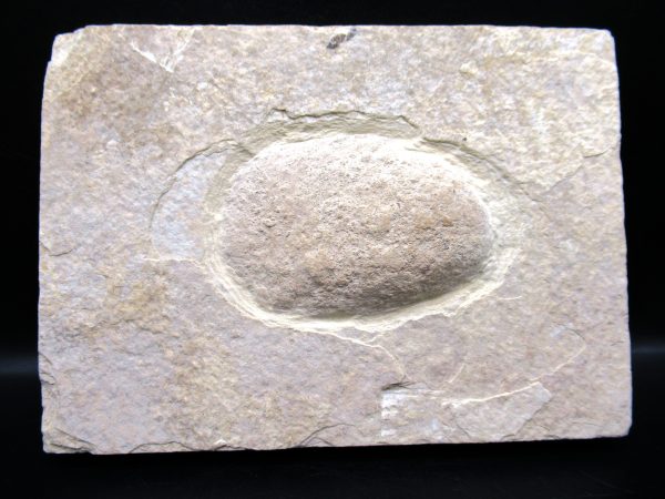 Wyoming Eocene Coprolite (FossilPoop) #29