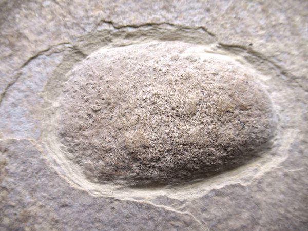 Wyoming Eocene Coprolite (FossilPoop) #29 - Image 2