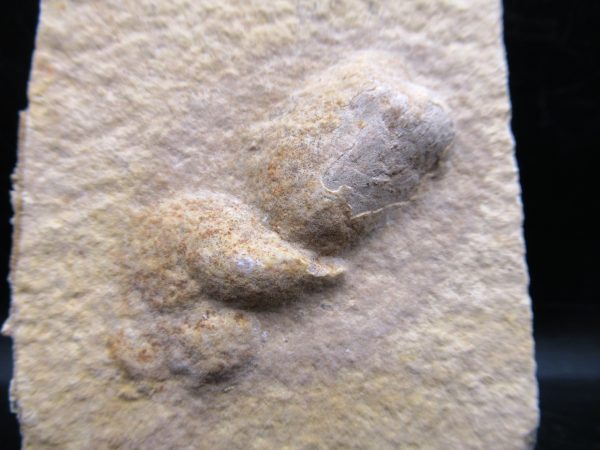 Wyoming Eocene Coprolite (FossilPoop) #2 - Image 2