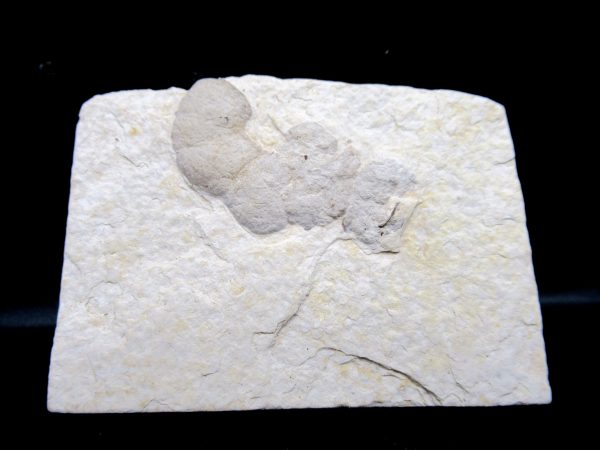 Wyoming Eocene Coprolite (FossilPoop) #3