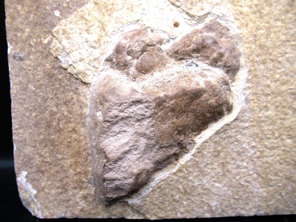 Wyoming Eocene Coprolite (FossilPoop) #30 - Image 2