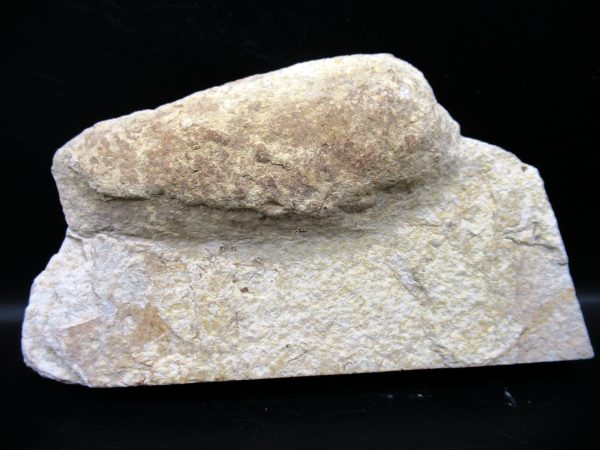 Wyoming Eocene Coprolite (FossilPoop) #31