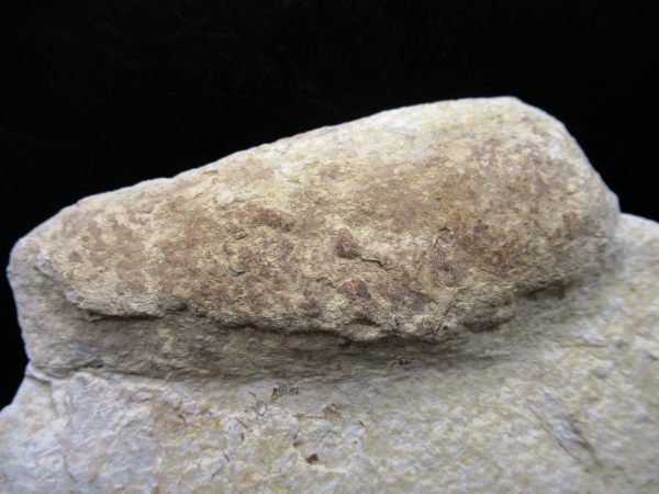 Wyoming Eocene Coprolite (FossilPoop) #31 - Image 2