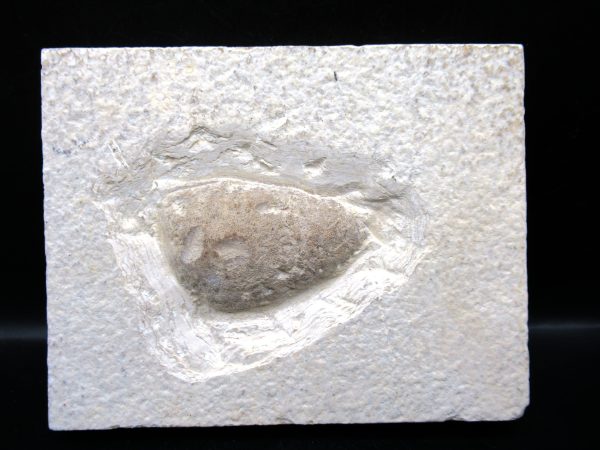 Wyoming Eocene Coprolite (FossilPoop) #32