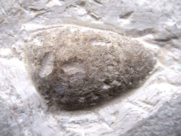 Wyoming Eocene Coprolite (FossilPoop) #32 - Image 2