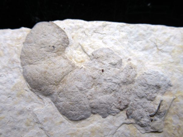 Wyoming Eocene Coprolite (FossilPoop) #3 - Image 2