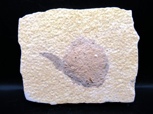 Wyoming Eocene Coprolite (FossilPoop) #4