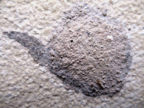 Wyoming Eocene Coprolite (FossilPoop) #4 - Image 2