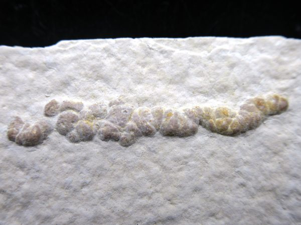 Wyoming Eocene Coprolite (FossilPoop) #5 - Image 2