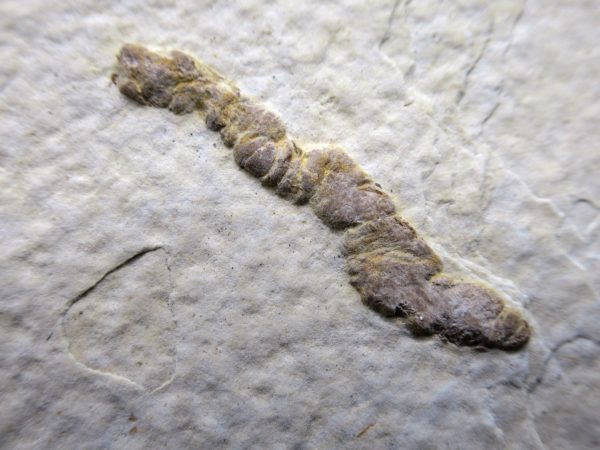 Wyoming Eocene Coprolite 6a