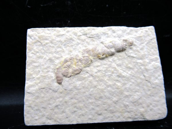 Wyoming Eocene Coprolite (FossilPoop) #7