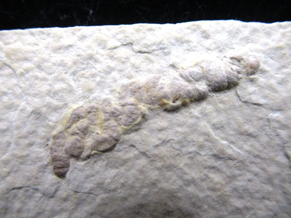 Wyoming Eocene Coprolite (FossilPoop) #7 - Image 2