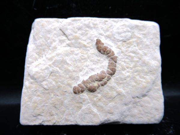 Wyoming Eocene Coprolite (FossilPoop) #8