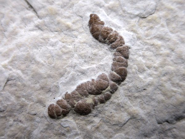 Wyoming Eocene Coprolite (FossilPoop) #8 - Image 2