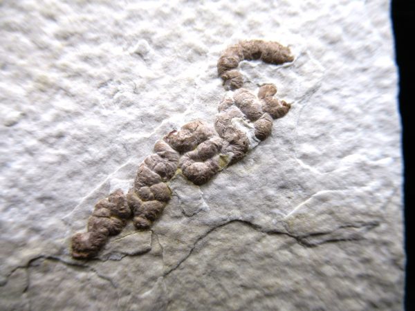 Wyoming Eocene Coprolite (FossilPoop) #9 - Image 2