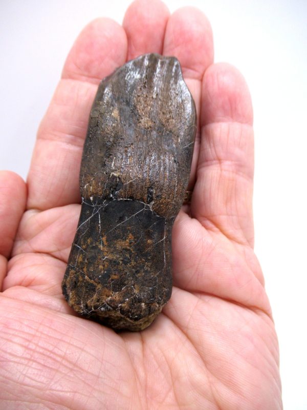 Camarasaurus Dinosaur Tooth for Sale #2