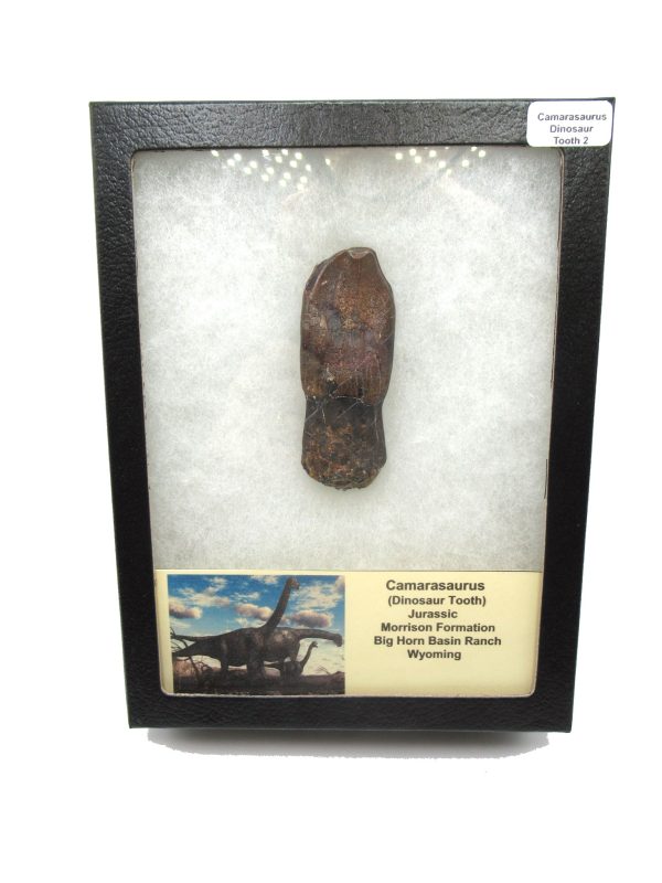 Camarasaurus Dinosaur Tooth for Sale #2 - Image 8