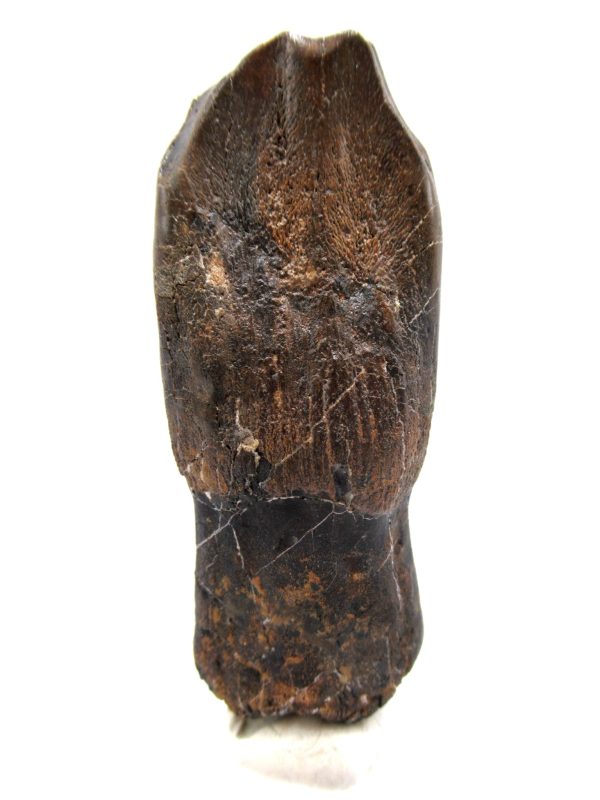 Camarasaurus Dinosaur Tooth for Sale #2 - Image 2