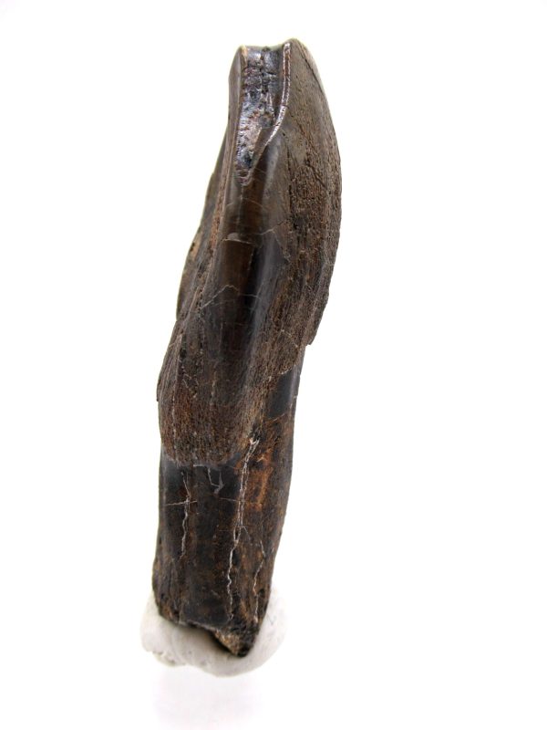 Camarasaurus Dinosaur Tooth for Sale #2 - Image 7