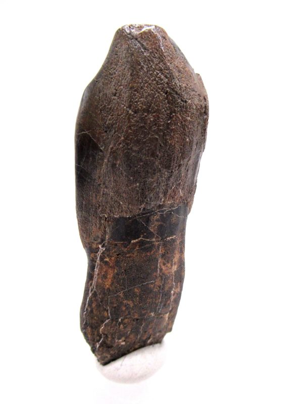 Camarasaurus Dinosaur Tooth for Sale #2 - Image 6