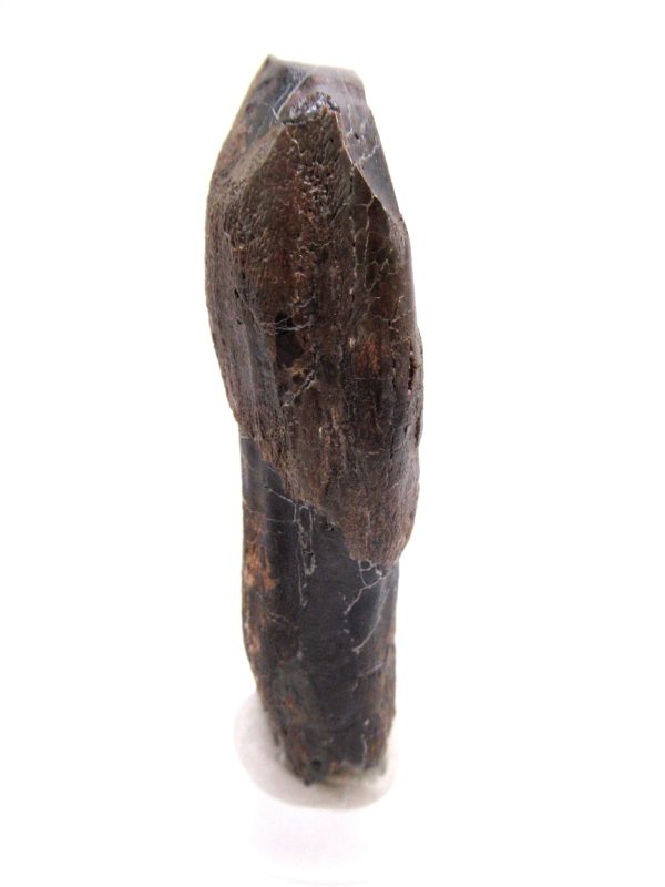 Camarasaurus Dinosaur Tooth for Sale #2 - Image 5