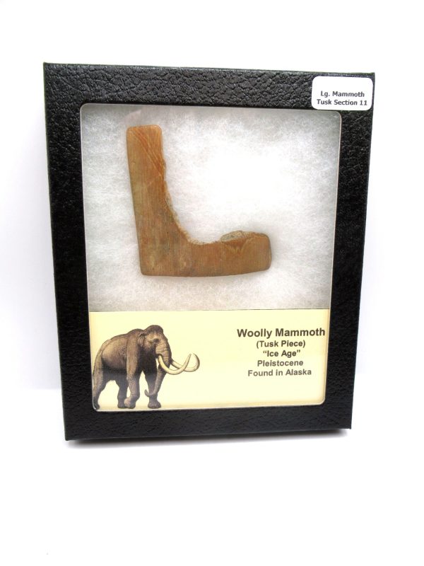 Genuine Pleistocene Woolly Mammoth Tusk Piece for Sale from Alaska #11 large