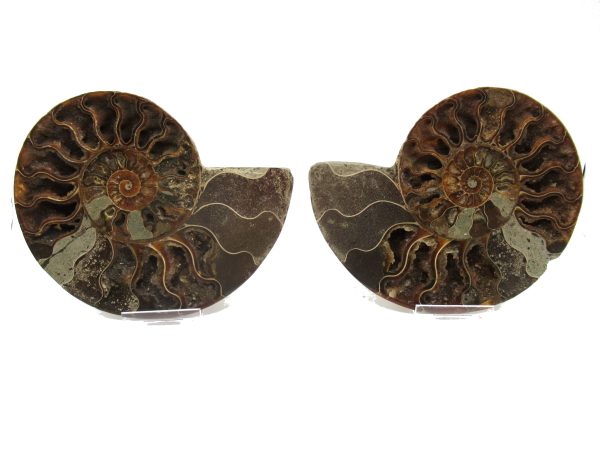 Madagascar Ammonite Pair #36 ~ 5.04"