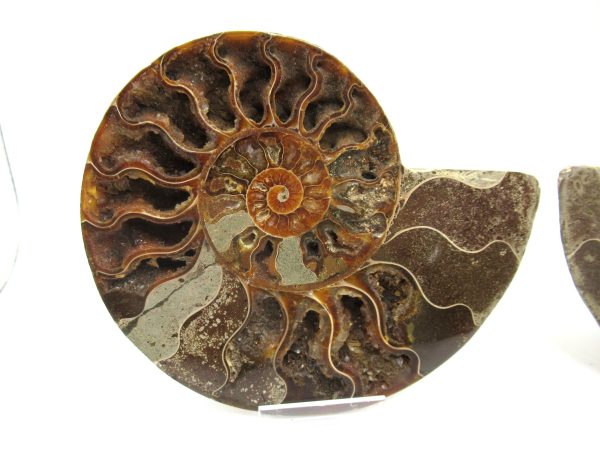 Madagascar Ammonite Pair #36 ~ 5.04" - Image 2