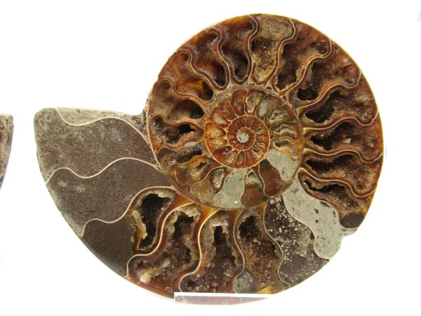 Madagascar Ammonite Pair #36 ~ 5.04" - Image 4