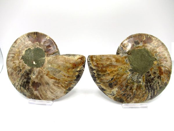 Madagascar Ammonite Pair #36 ~ 5.04" - Image 3