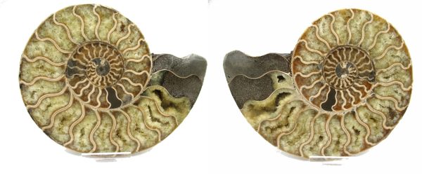 Madagascar Ammonite Pair #37 ~ 5.62"